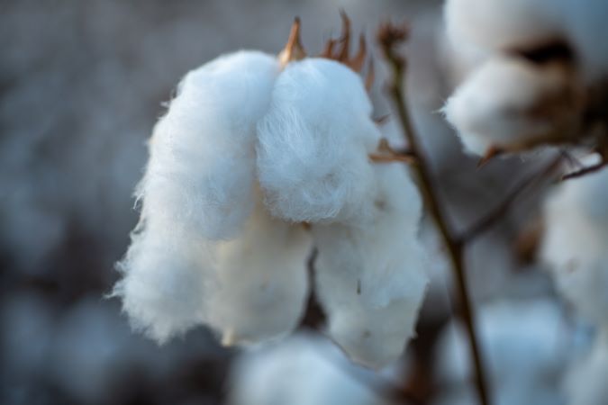 Close up of cotton flower