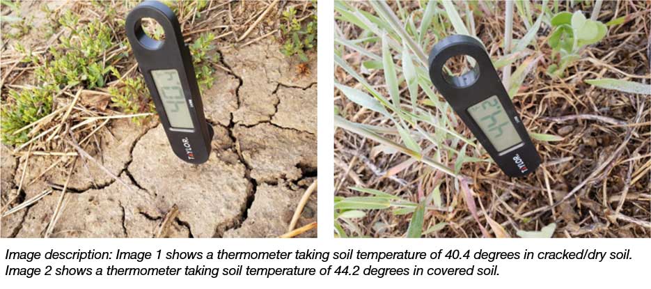 soil thermometer 1 - in page