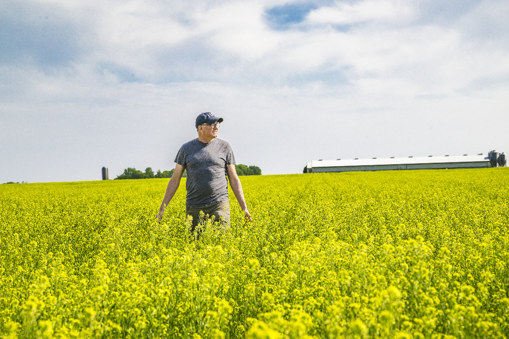 A man walking through a field of flowering camelina