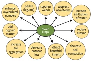 idea web of cover crop benefits