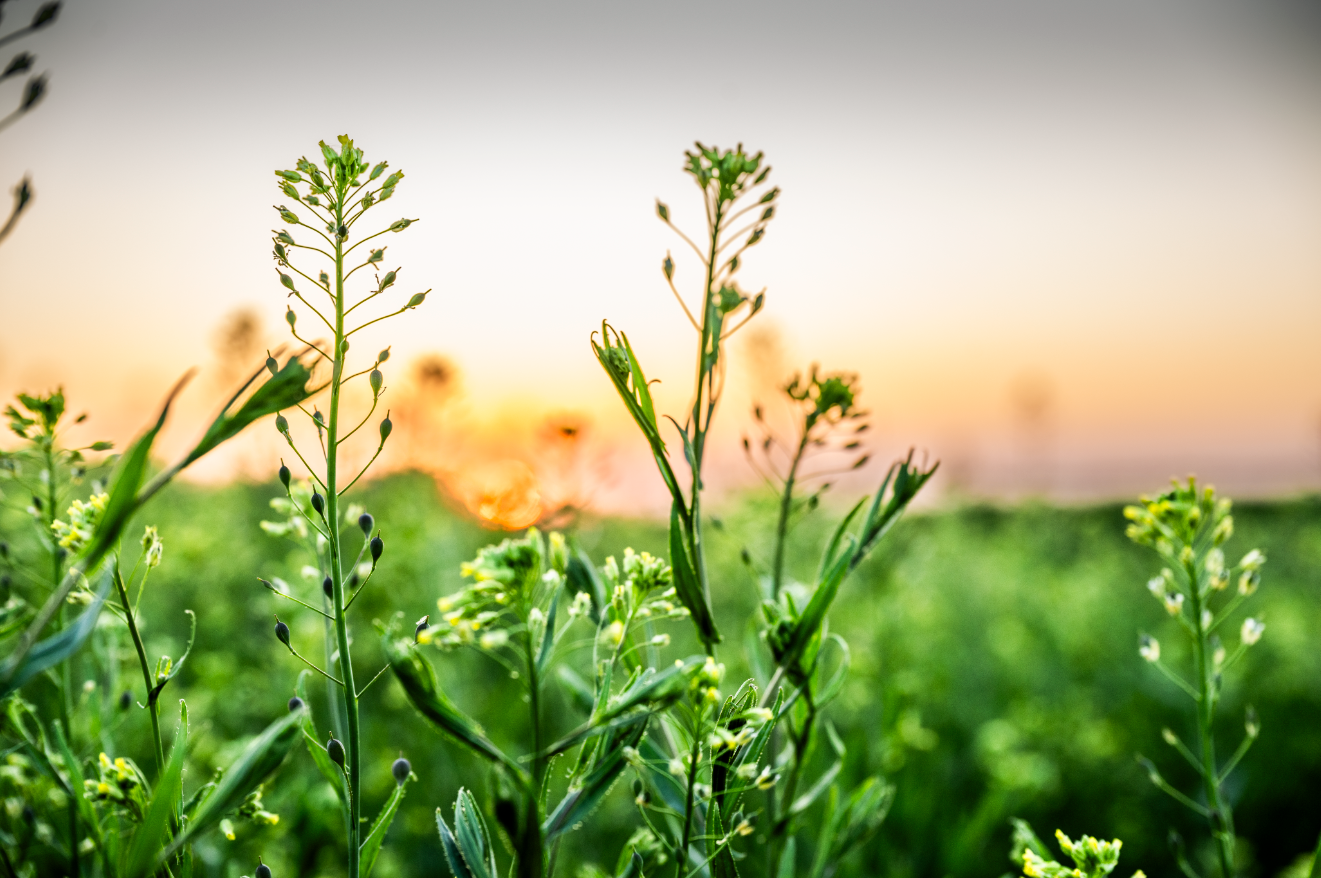 A closeup shot of a flowering camelina plant with greenery and a soft sunset in the background